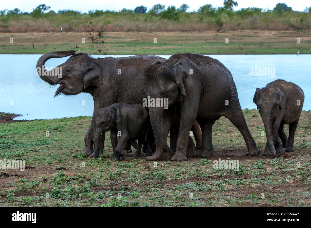 Elephants spray mud onto their backs at the Uda Walawe National Park near Embilipitiya in southern Sri Lanka. Stock Photo