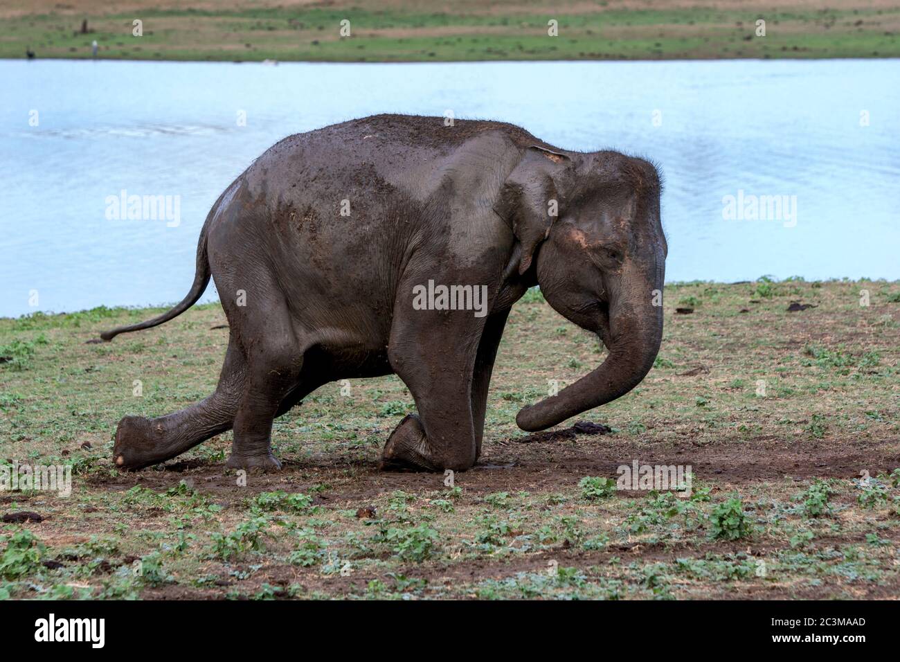 An elephant sprays mud onto its back at the Uda Walawe National Park near Embilipitiya in southern Sri Lanka. Stock Photo