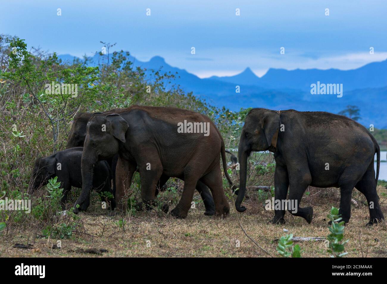 A herd of elephants head into savanna bush land at Uda Walawe National Park which is located 21 km from Embilipitiya in central Sri Lanka. Stock Photo