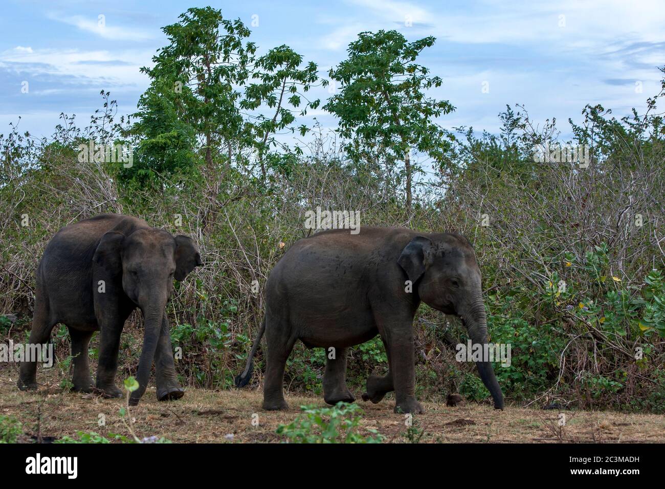 Elephants move past the savanna like vegetation within the Uda Walawe National Park which is located 21 km from Embilipitiya in southern Sri Lanka. Stock Photo