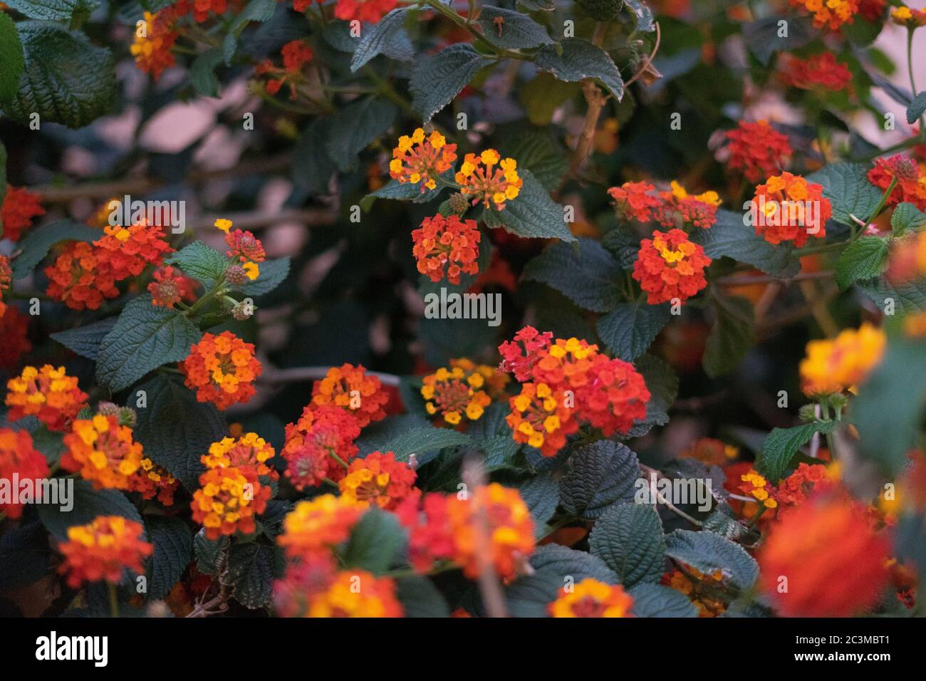 Selective shot of the red and yellow Lantana Camara's at day time -great for wallpapers Stock Photo
