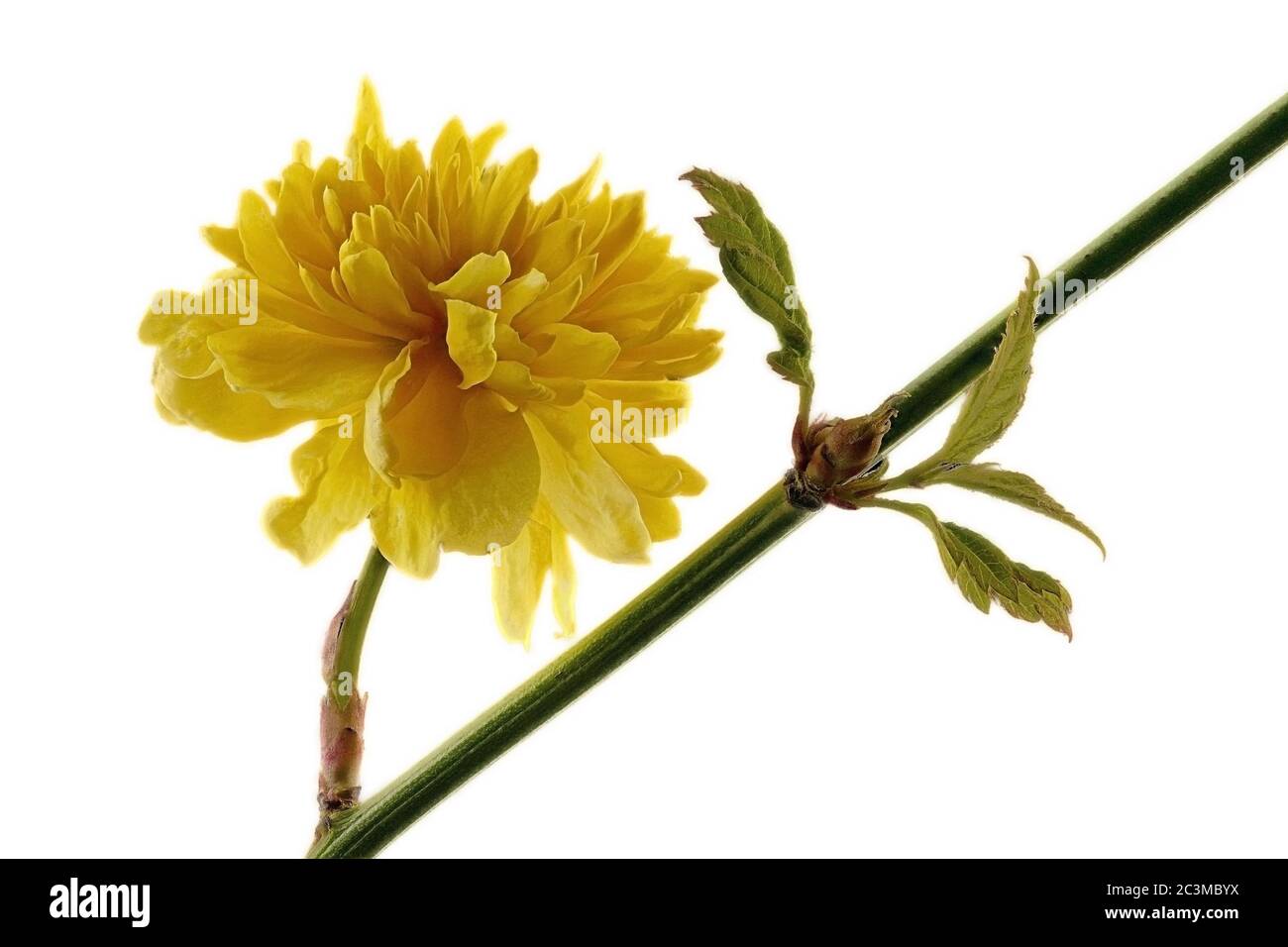 yellow ranunculus shrub - Kerria japonica - on a white background with a branch and leaves Stock Photo