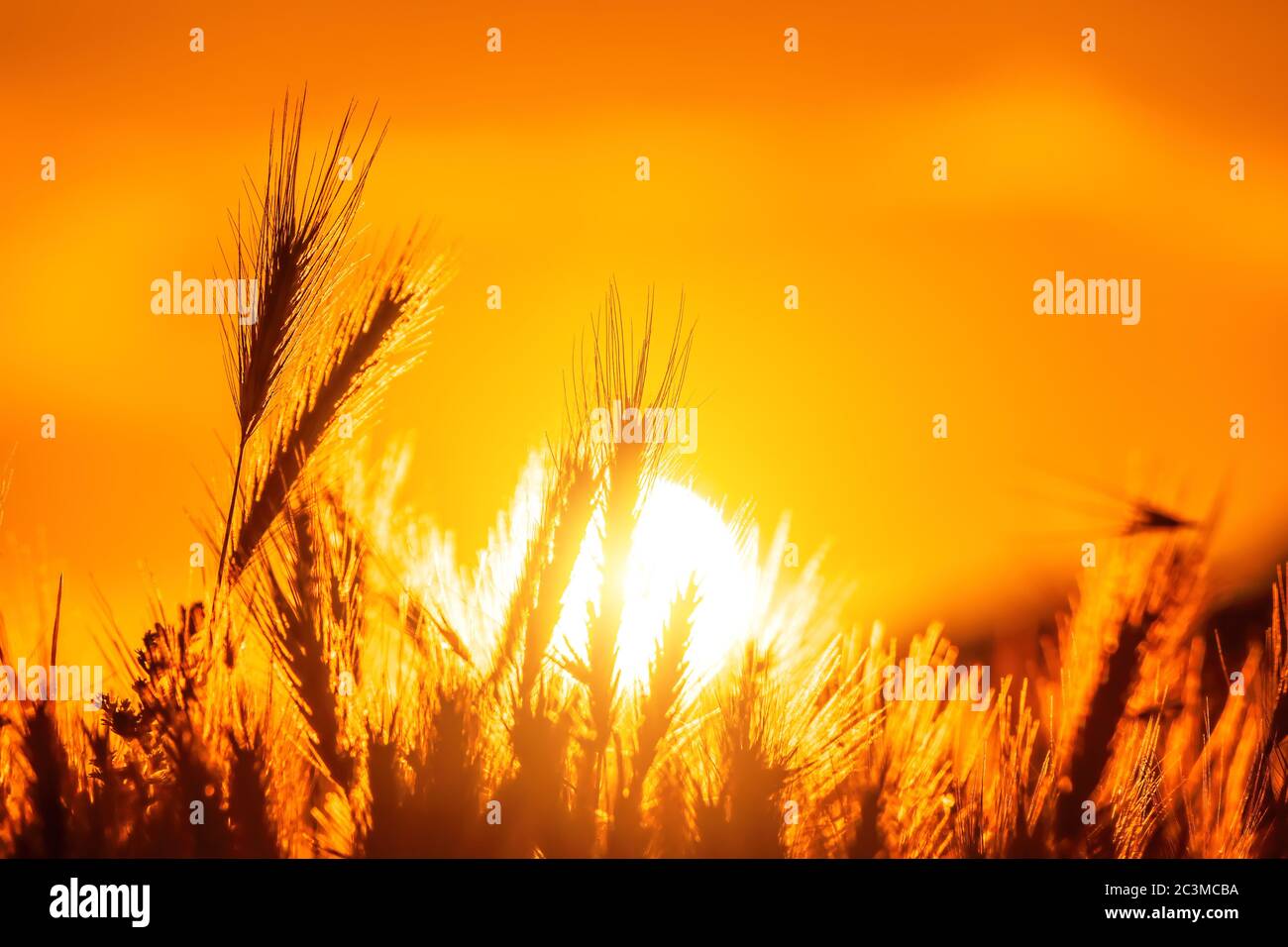 Field with wild grasses at sunset. Selective focus. summer landscape, rural nature. Feather pennisetum or Mission grass backlitght glow against the su Stock Photo
