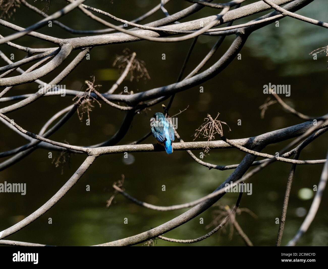 A colorful common kingfisher, Alcedo atthis bengalensis, perches in a ...