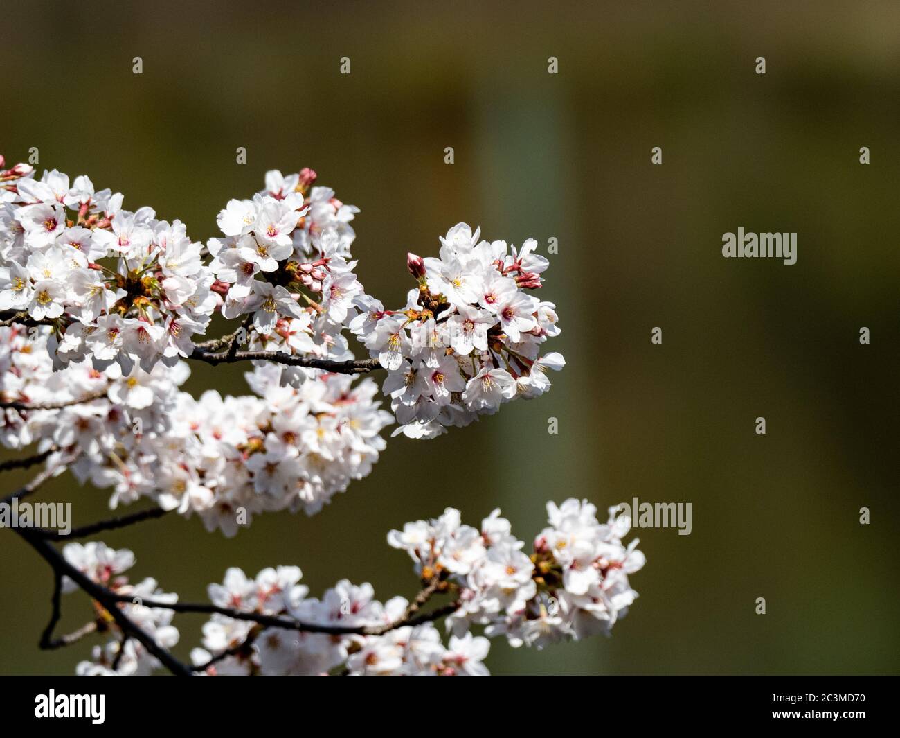 Delicate clusters of small pink flowers hi-res stock photography and ...