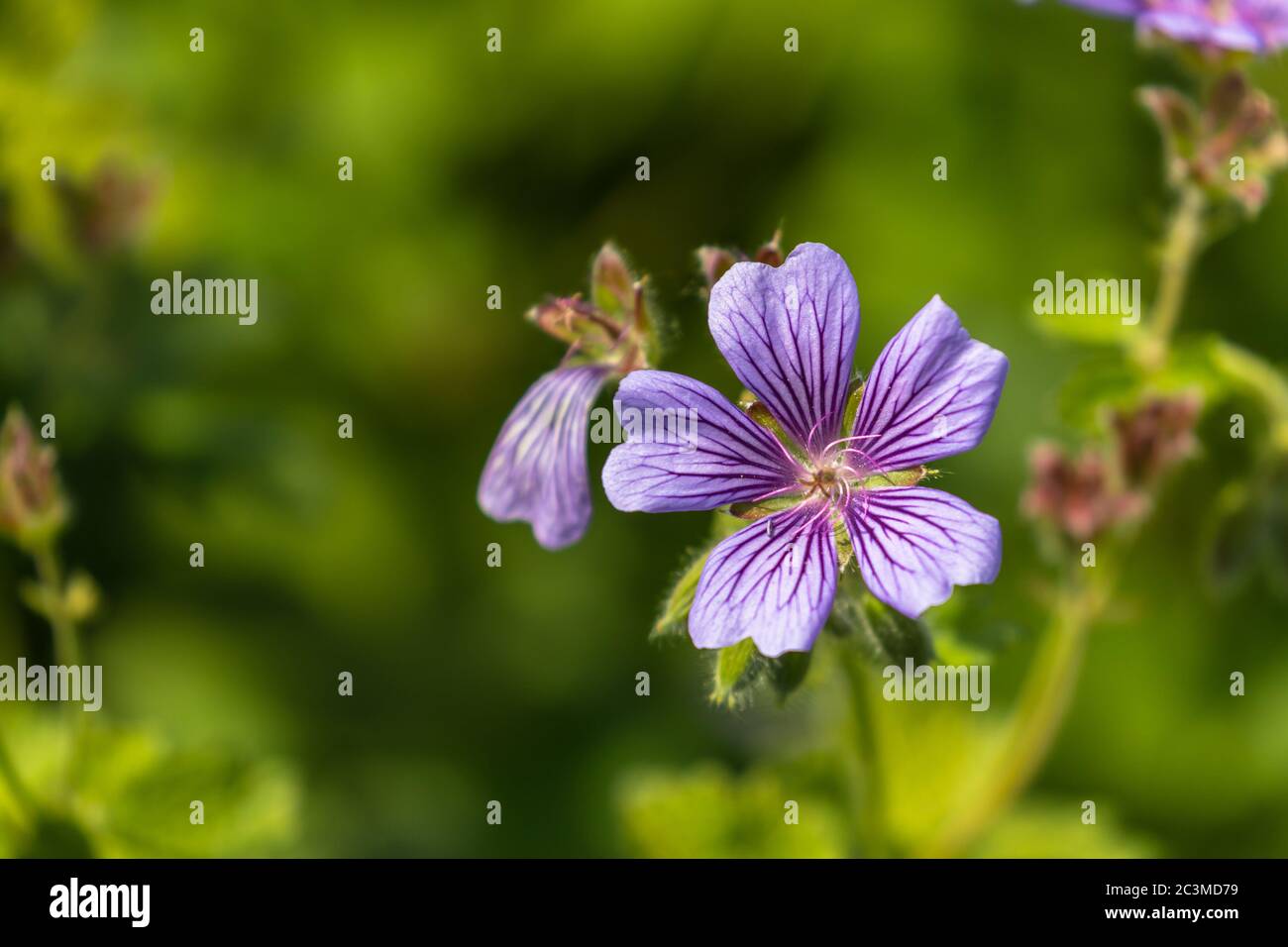 Close up view of glandular crane's-bill (Geranium platypetalum), small purple flower, copy space available Stock Photo