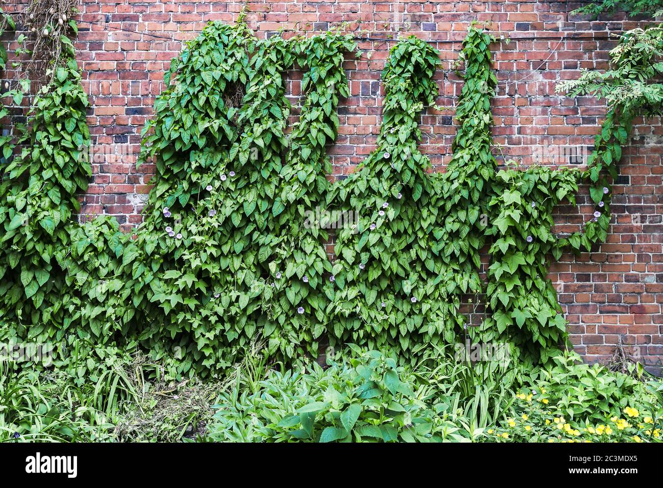 Climbing plant concrete wall hires stock photography and images Alamy