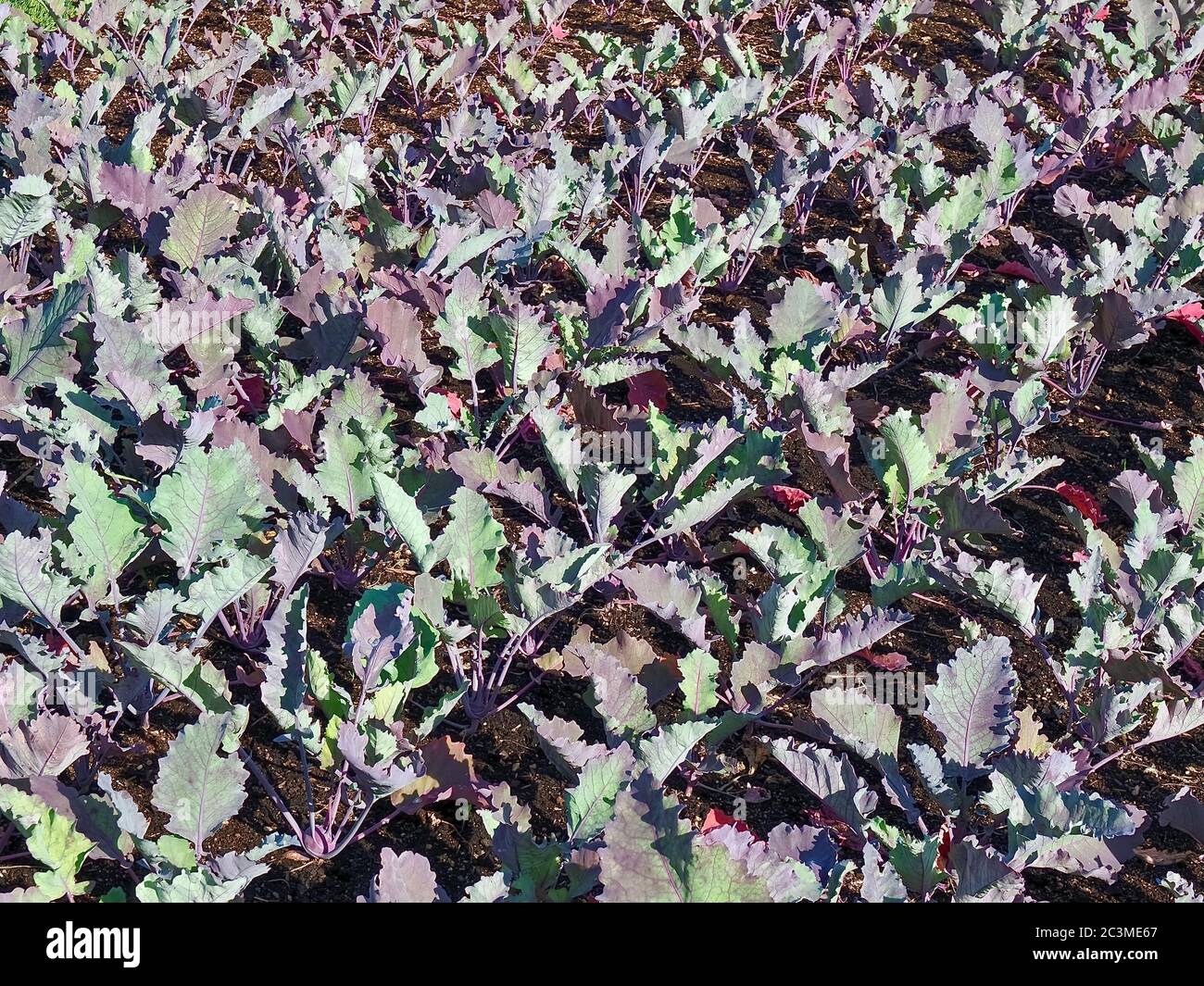 Vegetable garden with kohlrabi plants Stock Photo