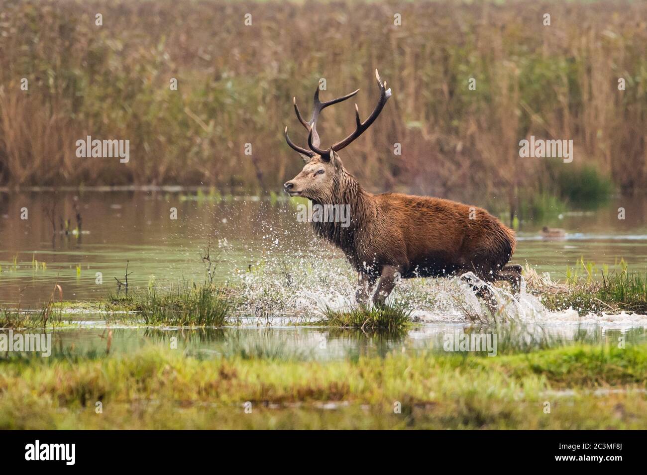 Red deer splashing in water in Leighton Moss Stock Photo