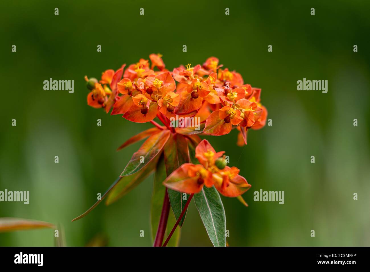 Selective color closeup shot hi-res stock photography and images - Alamy