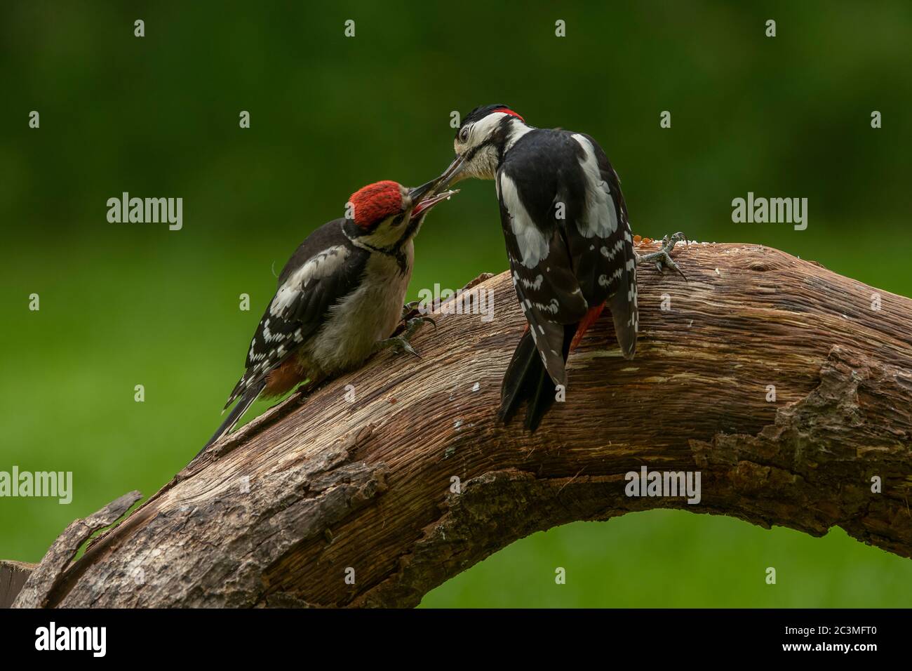 Woodpecker great spotted  (Dendrocopos major), male feeding juvenile, Dumfries, SW Scotland Stock Photo