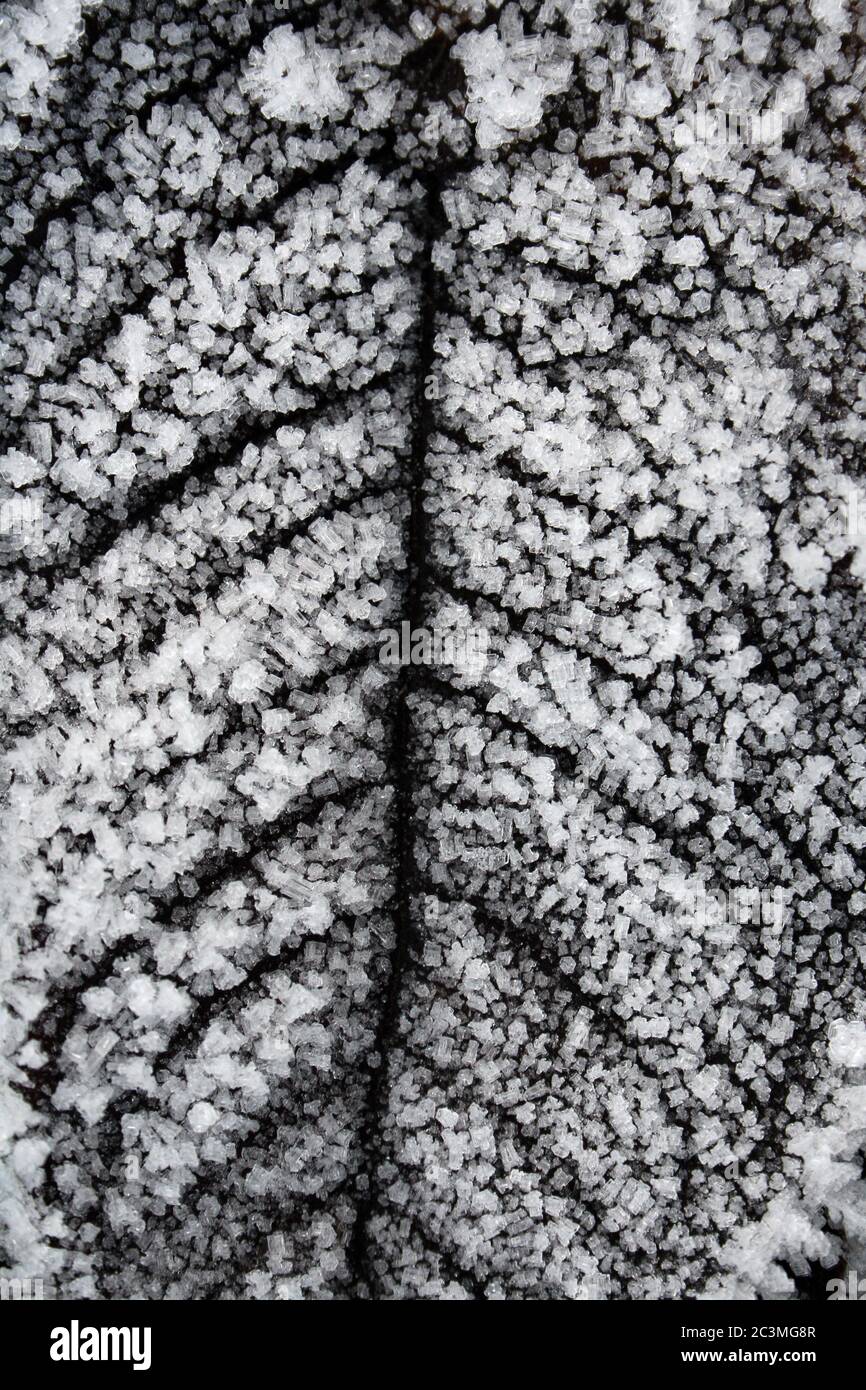 Frozen Leaf With Ice Crystals Stock Photo