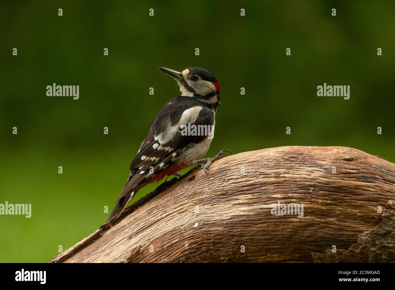 Woodpecker great spotted  (Dendrocopos major),male sitting on a log, Dumfries, SW Scotland Stock Photo
