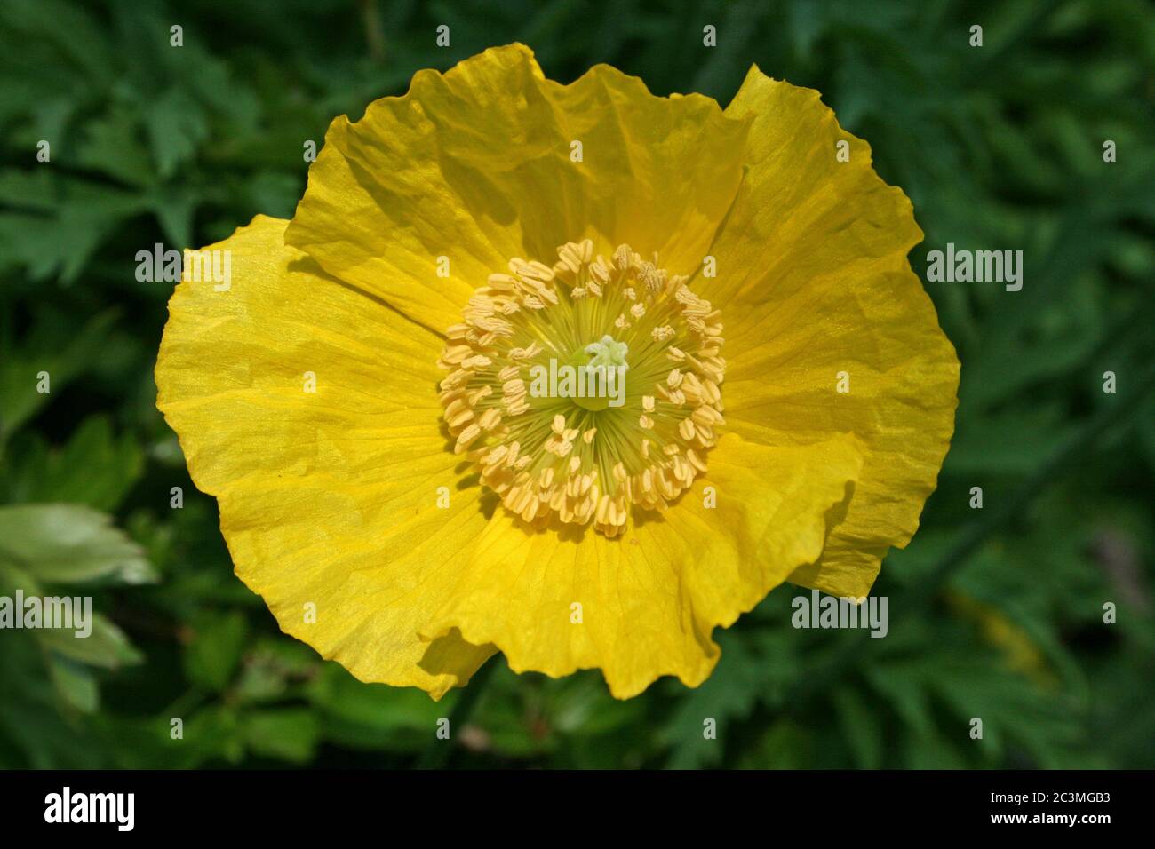 Welsh Poppy Papaver cambricum, syn. Meconopsis cambrica Stock Photo
