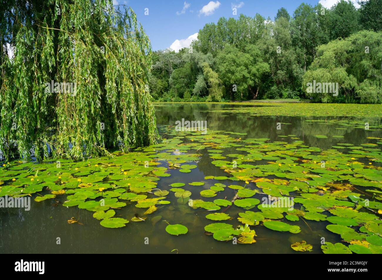 Yellow lilies lily pads nuphar lutea nymphaeaceae or brandybottle on a