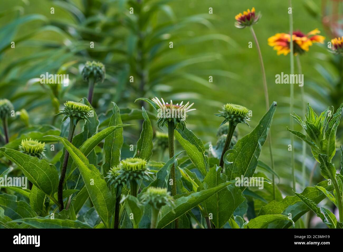 beginnings of several coneflower blossoms in growing in the lily garden Stock Photo