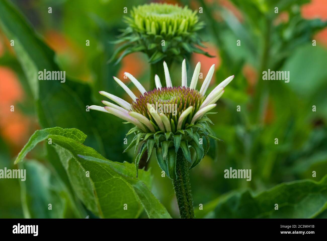 close up of a coneflower blossom in growing in the lily garden Stock Photo