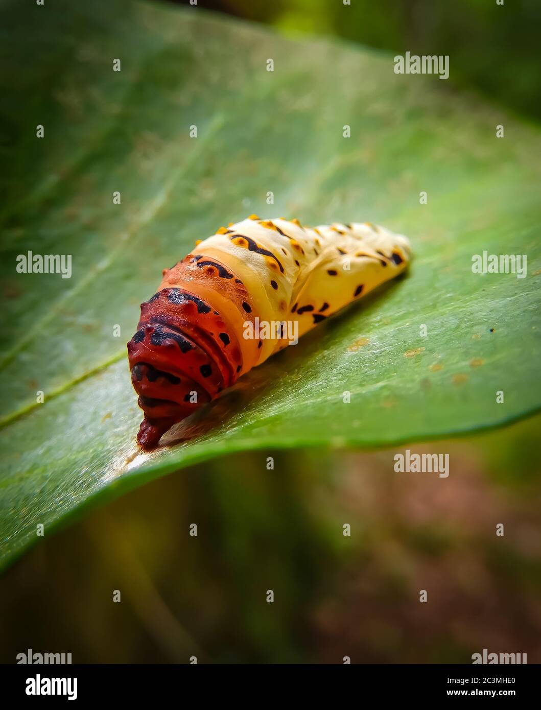 Caterpillar of a blue butterfly hi-res stock photography and images - Alamy