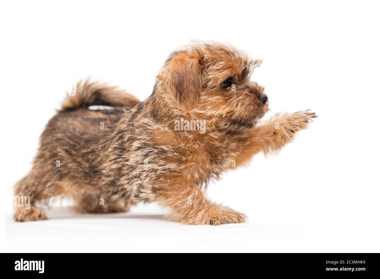 Little Cute Puppy Norfolk Terrier With Raised Paw Profile View Isolated On White Background Stock Photo Alamy