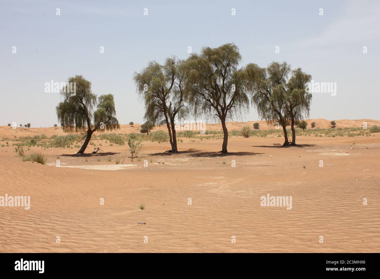 Drought resistant evergreen ghaf trees (Prosopis cineraria) in desert