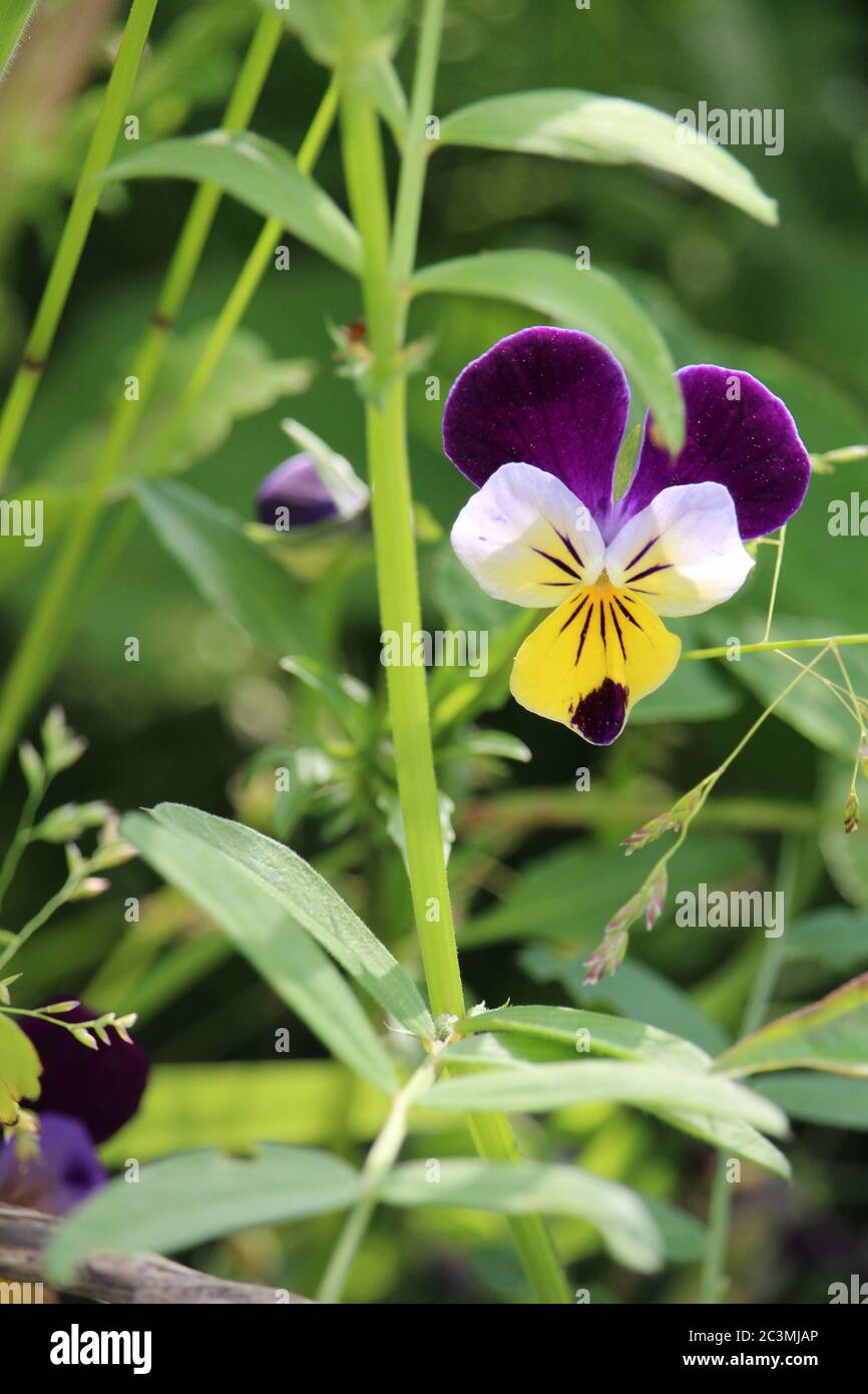 Selective focus of The beautiful Garden Pansie's petals glimmering under the  sun Stock Photo