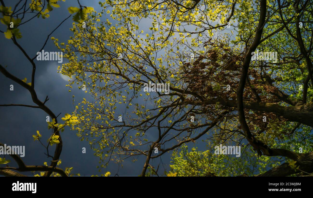 Low angle shot of a tree with green leaves and a cloudy sky Stock Photo ...