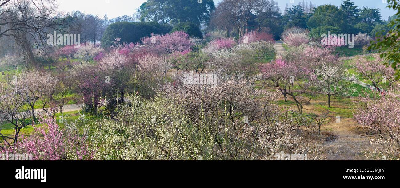 Plum blossoms in full bloom hi-res stock photography and images - Alamy