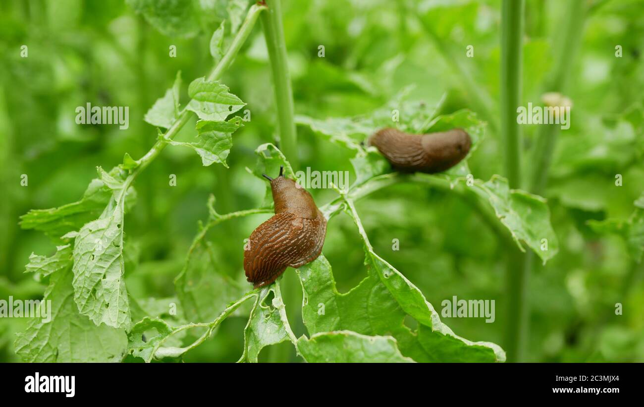 Spanish slug pest Arion vulgaris snail parasitizes on radish Raphanus