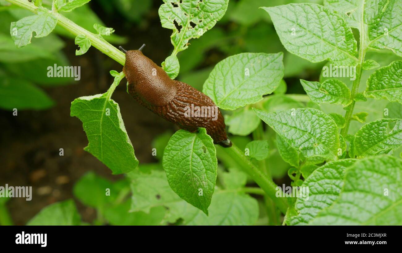 Spanish slug pest Arion vulgaris snail parasitizes on potato leaves