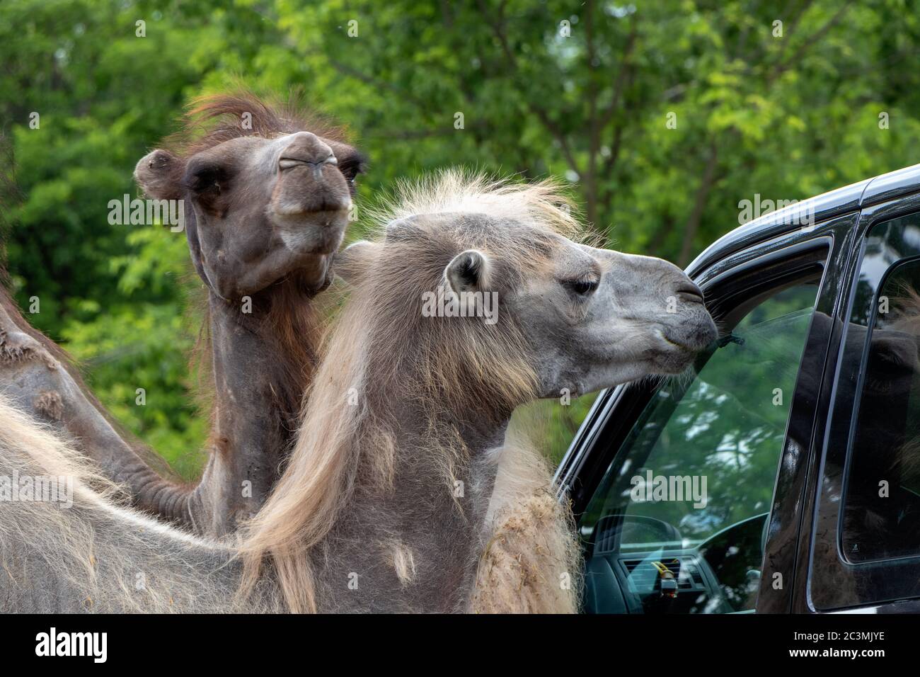SZADA, HUNGARY - JUNE 01, 2020 - Camels are looking for food in visitor's car in a car safari park in Hungary Stock Photo
