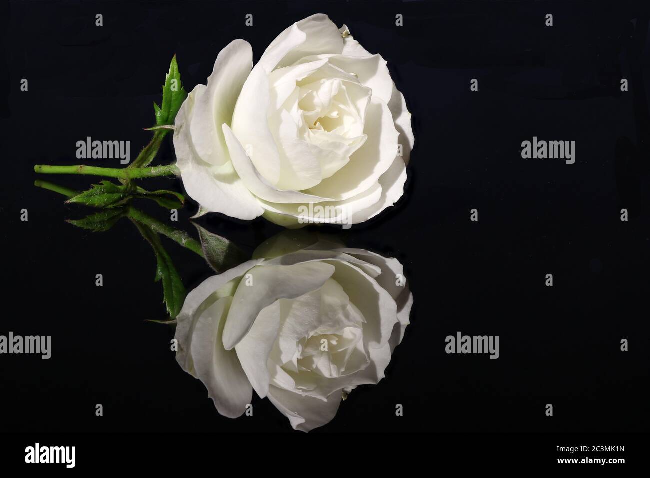 Close-up of white China rose blossom with mirror image on a black glass plate Stock Photo