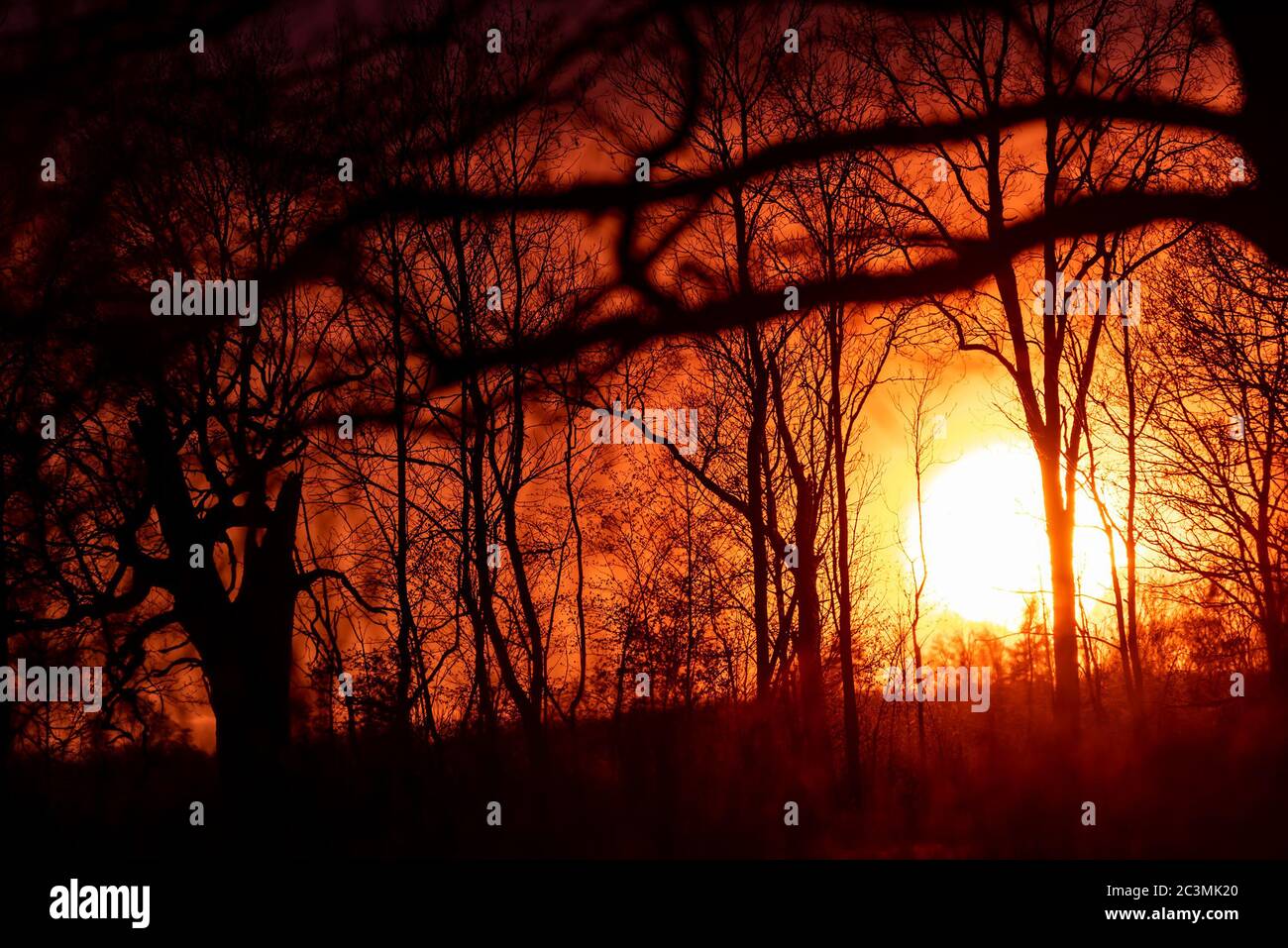 Tree silhouettes on red sky background in sundown time Stock Photo - Alamy