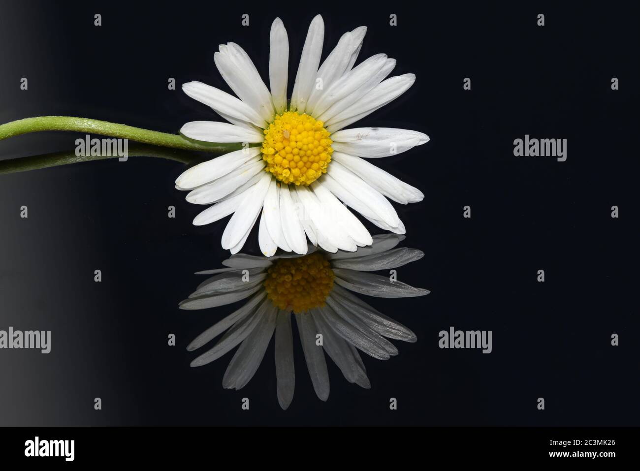Close-up of daisy blossom with mirror image on a dark glass plate Stock Photo