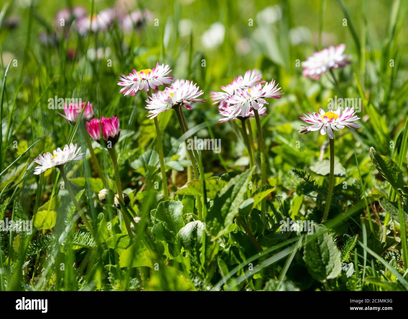 Lush wildflowers hi-res stock photography and images - Alamy