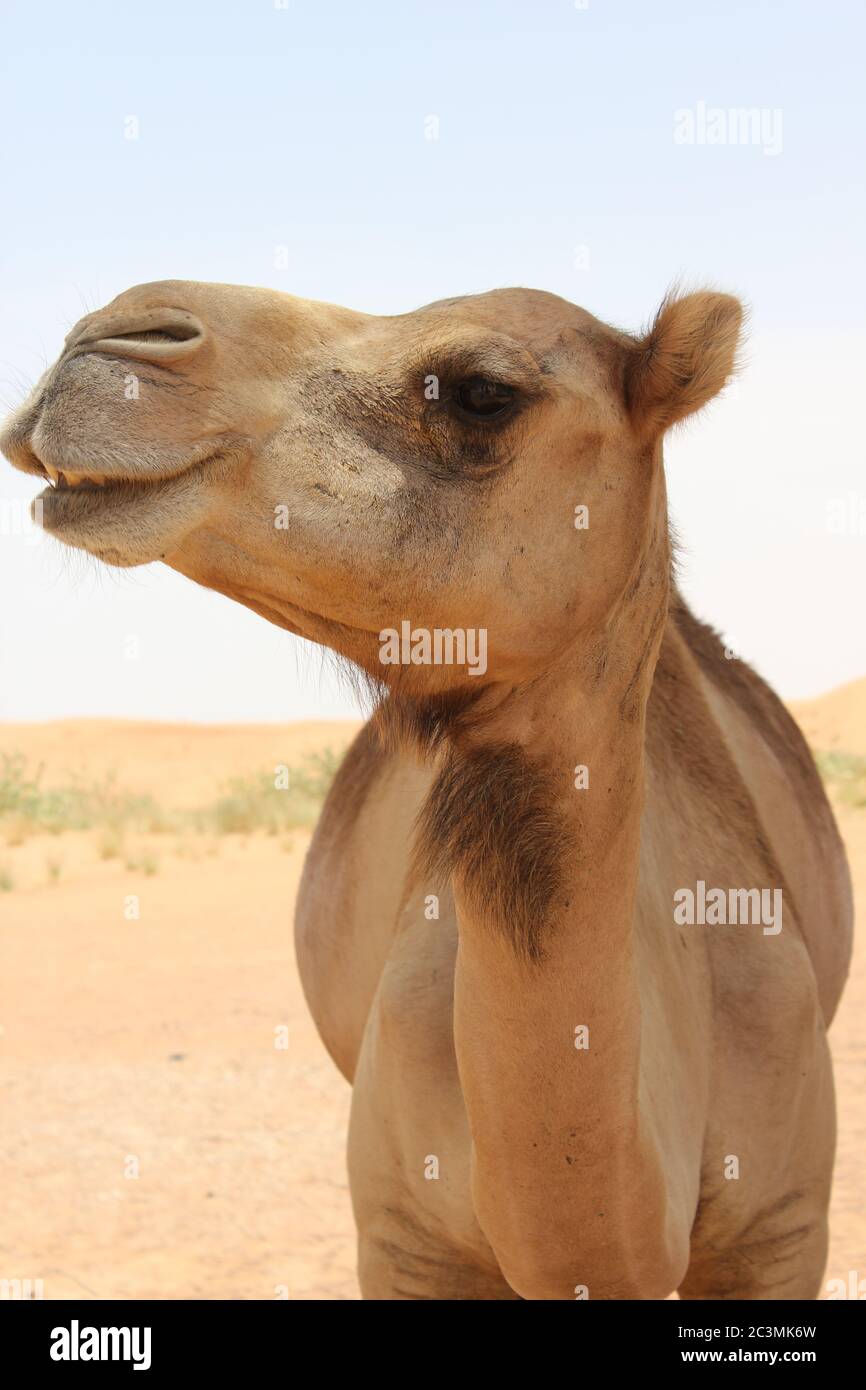 Camels Tail High Resolution Stock Photography And Images Alamy