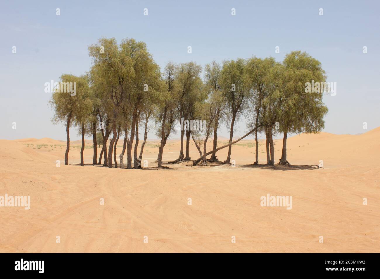 Drought resistant evergreen ghaf trees (Prosopis cineraria) in desert