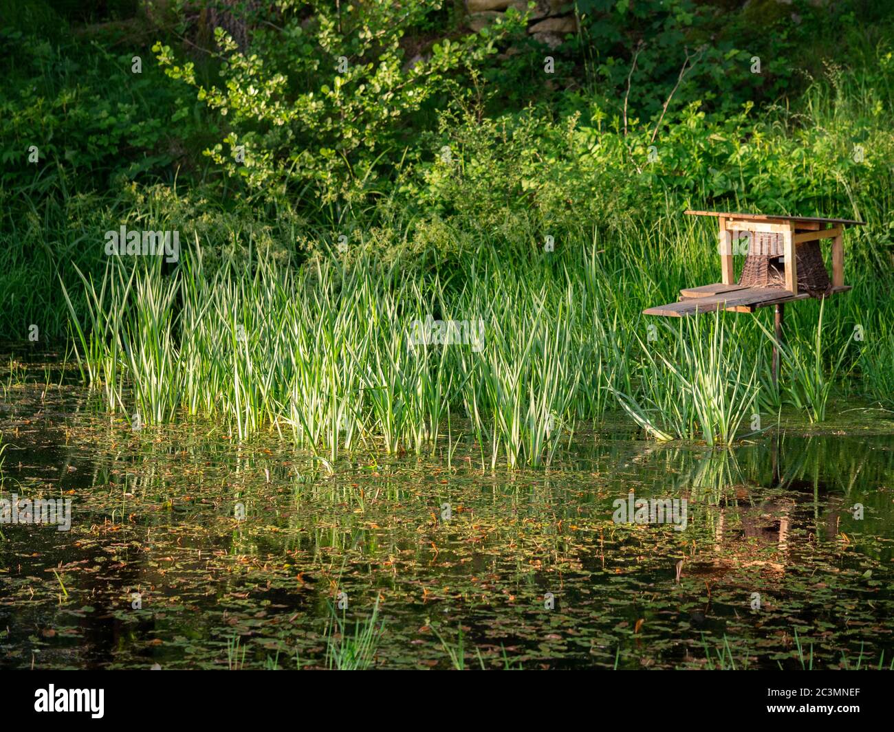 Small pond with a duck house and reeds on the edge of the forest Stock Photo