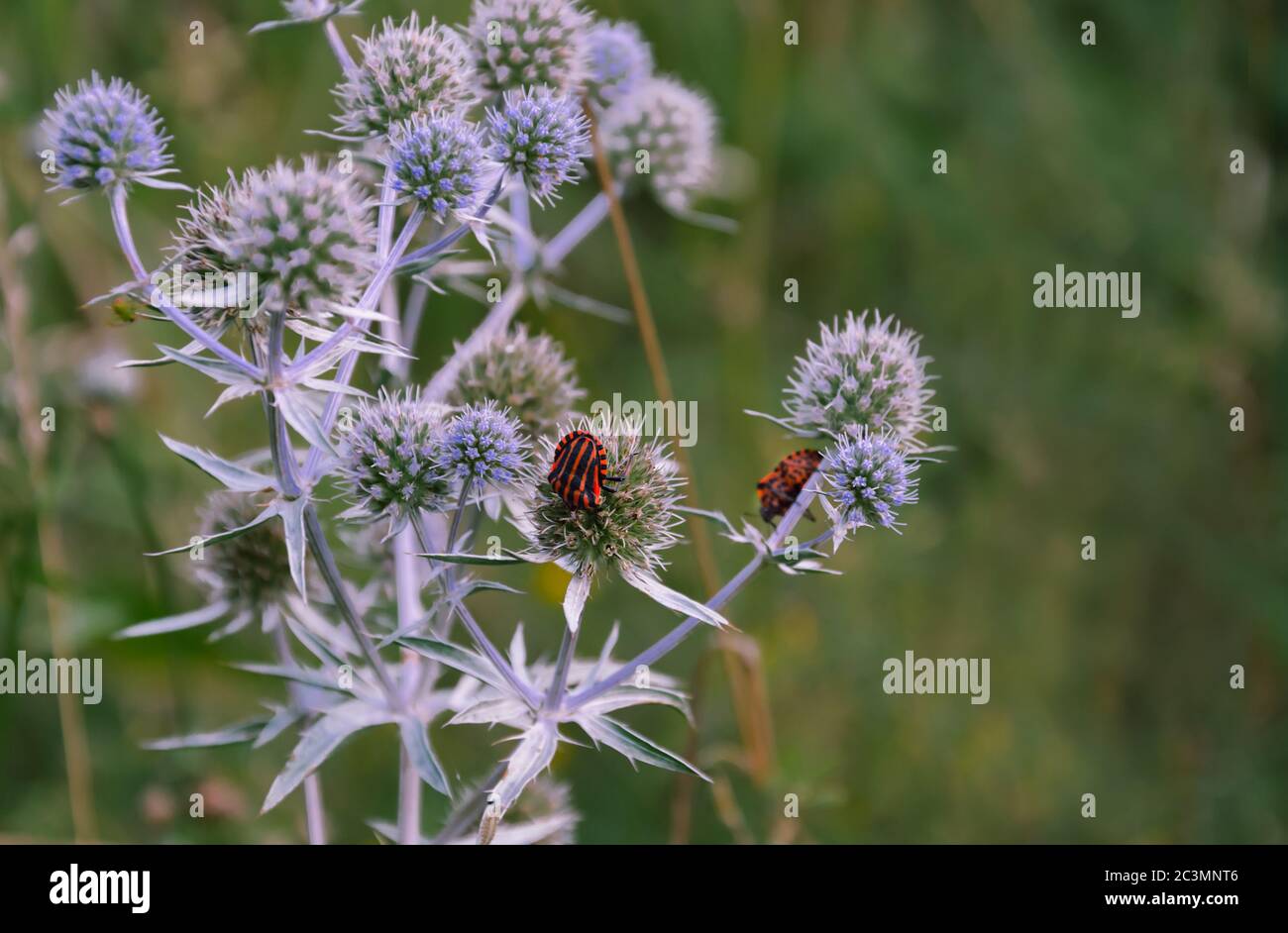 beetle red and black striped bug, lineate insect sits on a plant, close-up Stock Photo