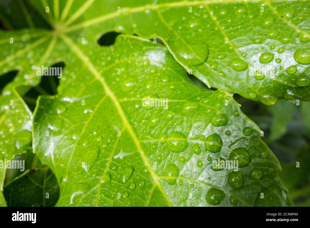 Close-up of water droplets on leathery green leaves of a Fatsia Japonica or Paperplant Stock Photo