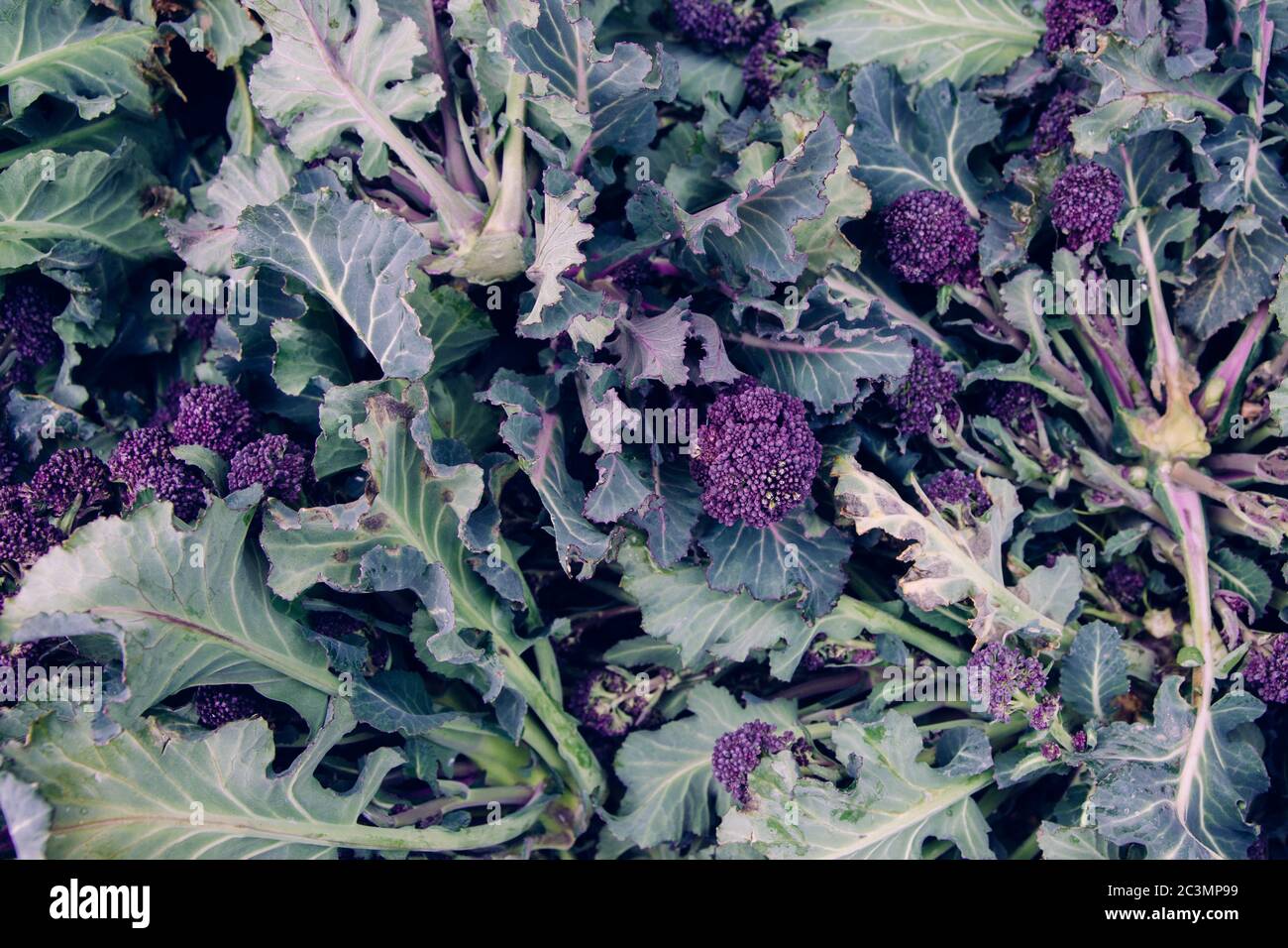High angle shot of the purple cauliflower with it's large  green leaves Stock Photo