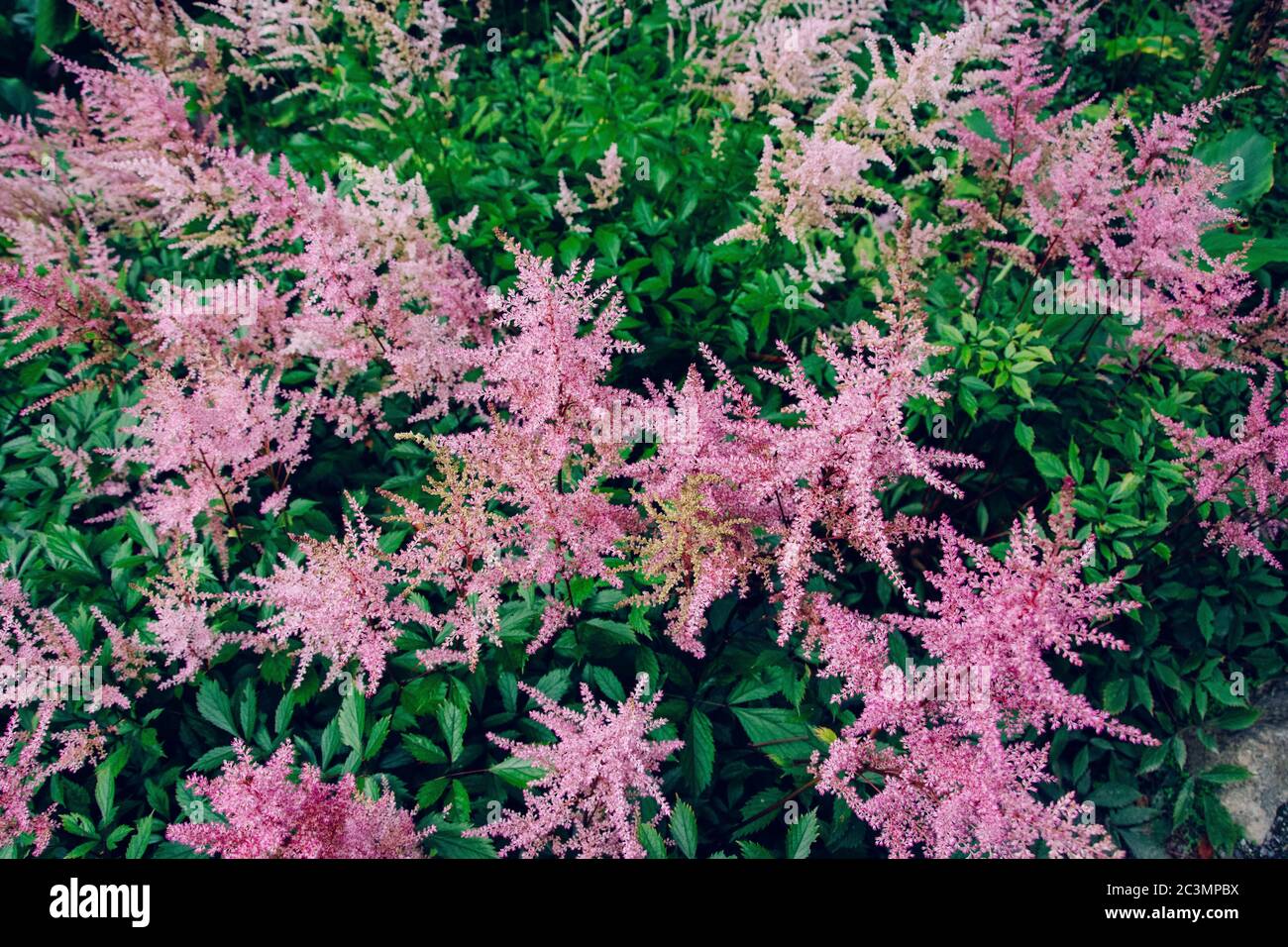 High angle shot of the beautiful light purple Astilbe flower - great for wallpapers Stock Photo