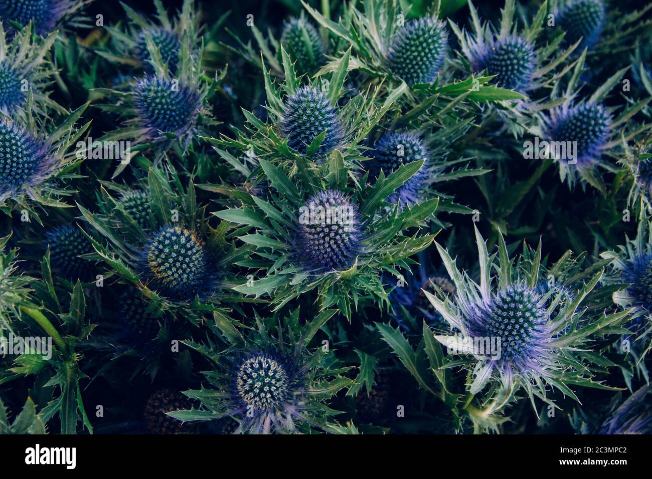 Closeup shot of the blue Eryngium alpinum flower whit it's sharp spikes Stock Photo