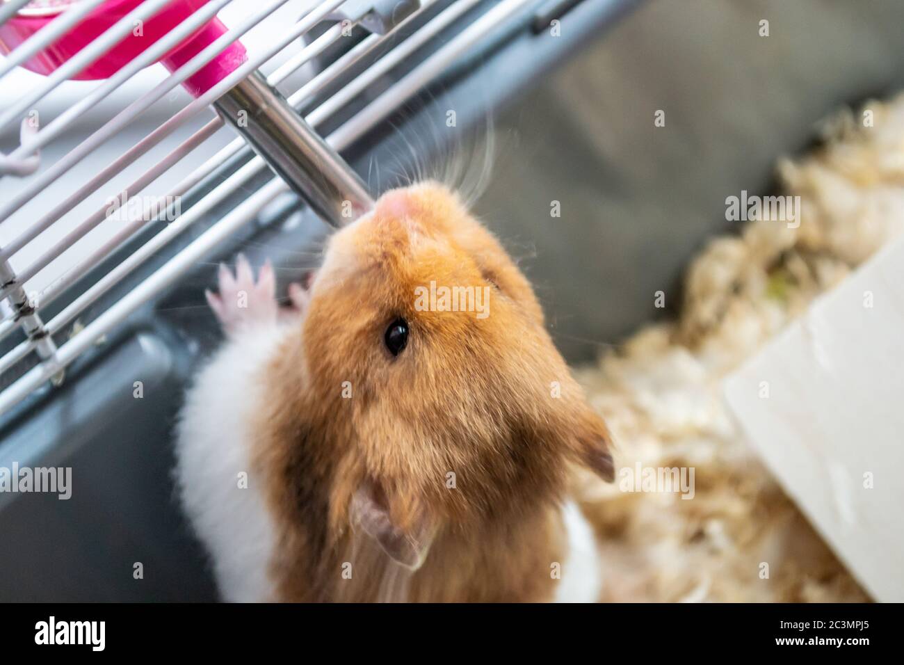 hamster with bottle