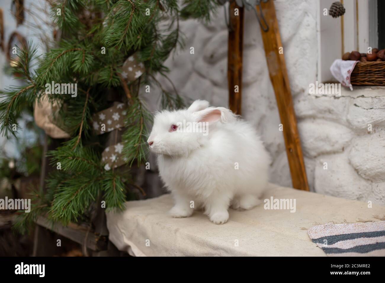 Angora rabbit hi-res stock photography and images - Alamy
