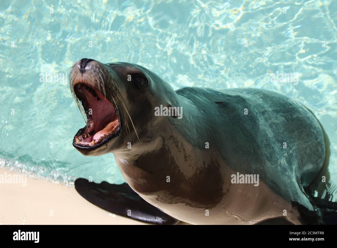 San Diego's seals and sea lions Stock Photo Alamy