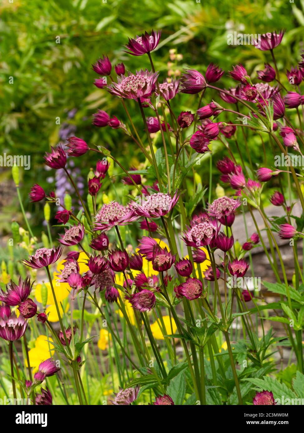 Red flowers of the masterwort, Astrantia major 'Moulin Rouge' Stock Photo