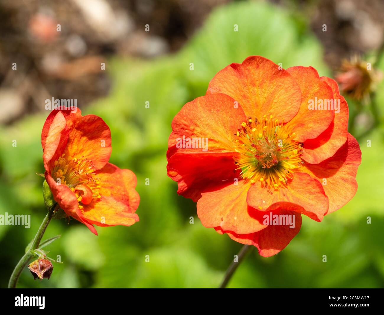 Close up the red-orange flowers of the long blooming hardy perennial Geum 'Scarlet Tempest' Stock Photo