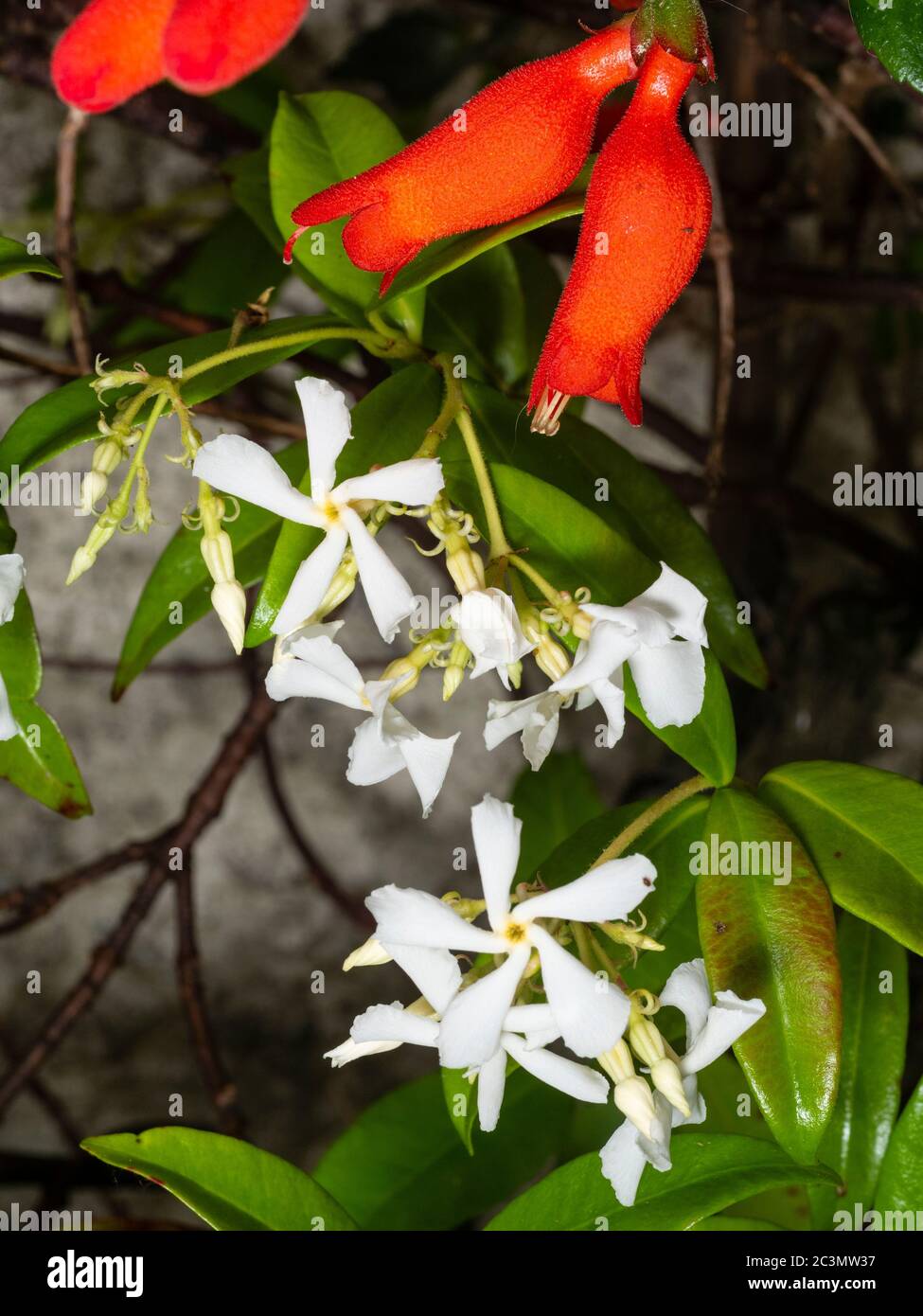 Combination planting of two summer flowering scramblers, white flowered  Trachelospermum jasminoides and red flowered Mitraria coccinea Stock Photo  - Alamy