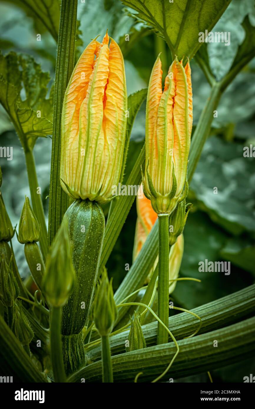 The flower of a ripening zucchini in the garden. Growing zucchini. Stock Photo