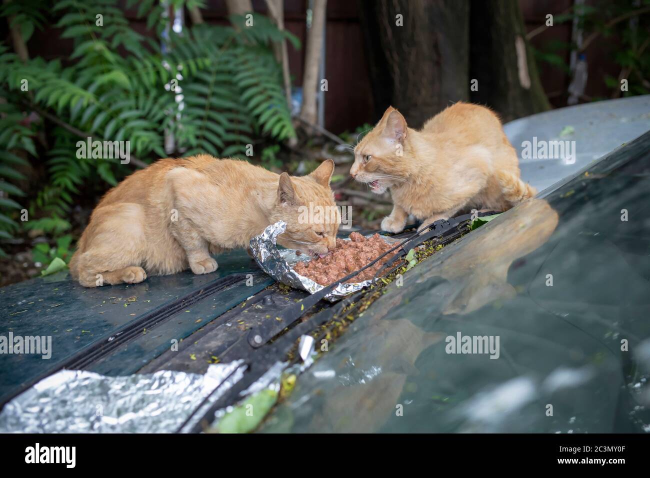 Ginger cats having meal on a car hood Stock Photo